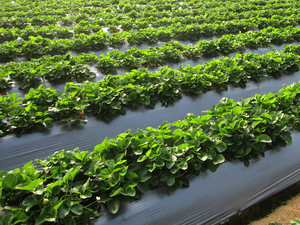 Film de paillage agricole en plastique de type extrusion et moulage à rouleaux CENPLAS CT-M001 Noir de Ho Chi Minh City Service OEM - Product Image 2