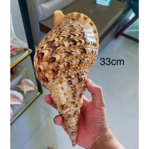 Decoración de Conchas Marinas Tropicales |   Color Natural Vibrante |   Artículo de Decoración de Interiores con Temática Playera de Moda - Product Image 6