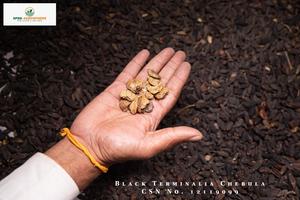 ผลิตภัณฑ์ทางการเกษตรแบบพรีเมียม Haritaki Terminalia Chebula - Product Image 2