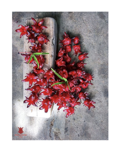 Flores de hibisco secas para procesamiento de té, recetas de bebidas y flores secas variadas - Product Image 1