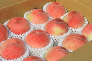 ลูกพีชหวานฉ่ำสด, ฟาร์มเก็บเกี่ยว, ส่งออกจำนวนมาก - Product Image 5