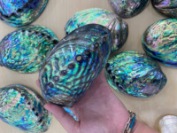 Coquilles d'ormeau naturelles provenant du Vietnam pour la vente en vrac avec beaucoup-Coquilles d'ormeau durables pour l'artisanat et la décoration