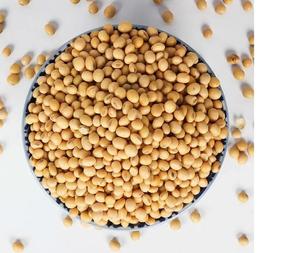 OGM et non OGM soja/soja à vendre soja soja soja soja haricot commun de haute qualité qualité en gros - Product Image 5