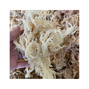 Wildcrafted <b>SEAWEED</b> - EUCHEUMA COTTONII Laver Dried Seasoned Bag Packaging With High Quality - Product Image 1