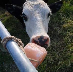 VENTA CALIENTE Blue Lotus 2025 Sal Lick Stone para ganado Ovejas Cabras Soporte huesos fuertes y alta productividad - Product Image 5