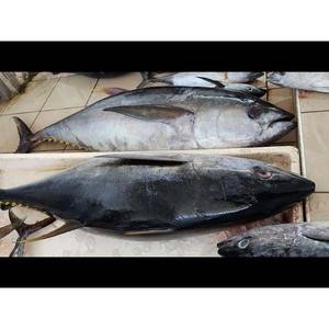 Atún de aleta amarilla congelado de primera calidad recién capturado, envasado al vacío y listo para su envío - Product Image 6