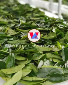 Fabricant de feuilles de corossol séchées pour le marché mondial - Product Image 2