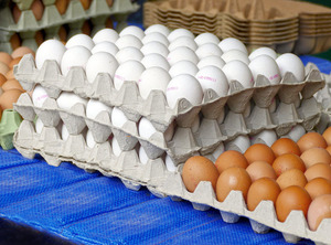 Huevos Frescos de Primera Calidad para Incubación y Consumo, Origen Europeo, Larga Vida Útil, Disponibles Ahora en Stock con Entrega Rápida, Venta al por Mayor - Product Image 6