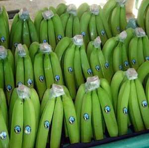 กล้วยเขียวคาวาเดนชิส G9 คุณภาพสูง สดใหม่ ออร์แกนิก เกรดพรีเมียม เพิ่มพลังงาน จัดส่งรวดเร็ว ราคาส่งที่ดีที่สุด - Product Image 4