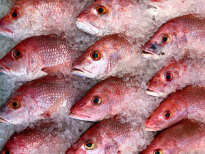 Poisson Rouge Snapper Biologique Congelé de Qualité Supérieure, Processus BQF, Faible Teneur en Glucides et en Sel, Taille 6cm, En Vente - Product Image 4