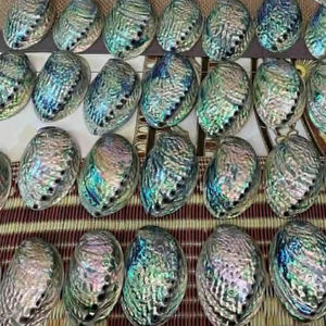 Concha de abulón de Vietnam, venta al por mayor, concha de abulón pulida brillante para creaciones de joyería, decoración del océano y proyectos artesanales - Product Image 1