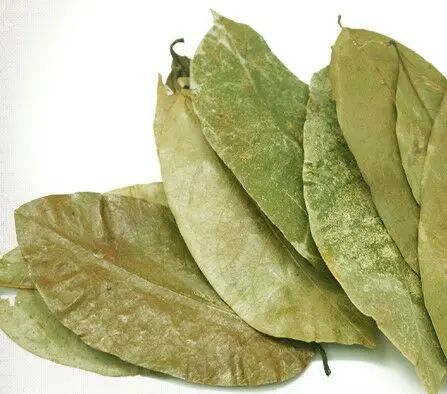 Daun Soursop organik, kering secara alami untuk digunakan dalam suplemen teh dan kesehatan dari daun kering vietnam
