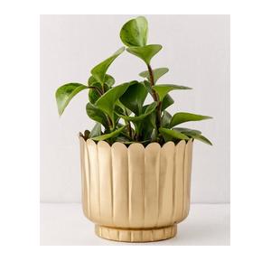 Accueil Salon Intérieur Extérieur Décoratif Maison Balcon Design gaufré Doré Finition Jardinière en métal - Product Image 2