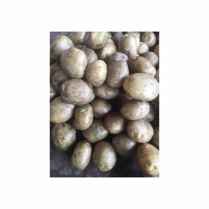 Patatas holandesas frescas a granel disponibles ahora precios asequibles para patatas de alta calidad para sus recetas - Product Image 5