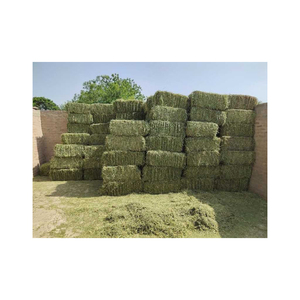 Livraison rapide de foin d'alfalfa pour répondre à une forte demande de détail et à un transport en vrac - Product Image 1