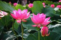 MEILLEUR PRIX CONSUMENT ! !! MEILLEUR PRIX COMPÉTITIF D'EXPORTATION - Fleur de lotus fraîchement coupée, naturelle, rose, 60-80 cm, durée de conservation de 2 mois