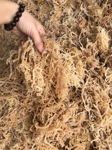 Las algas secas conservan sus características originales-Algas Eucheuma Cottonii secas de calidad premium en muchos tamaños diferentes - Product Image 3