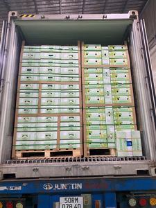 Coco Fresco Joven de Primera Calidad, con Cáscara Entera, Forma de Diamante, Piel Verde, 70-90 Días de Vida Útil, Calidad de Exportación Ben Tre - Product Image 5