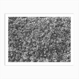 Farine de graines de coton en vrac de qualité supérieure riche en protéines et en énergie pour l'alimentation des chevaux et des poissons - Product Image 5