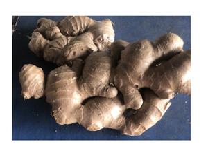 Jengibre fresco picante de calidad superior de Vietnam El mejor precio para uso alimentario Altamente con estándar de exportación - Product Image 5