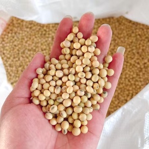 GMO Yellow <b>Soybean</b> Seeds / Soya Bean / Soy Beans Grade 1 25kg Bulk Cheap Wholesale <b>Soybeans</b> for Sale - Product Image 1