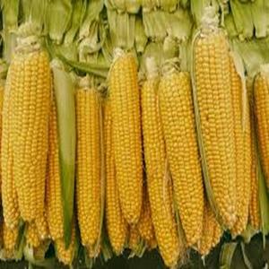Maïs jaune de qualité supérieure, OGM, pour la consommation humaine et l'alimentation animale, récolte séchée au prix de gros - Product Image 5