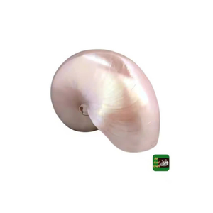 Decoración de concha Nautilus de alta calidad hecha a mano en Vietnam para hogares de lujo y colecciones de coleccionistas - Product Image 1