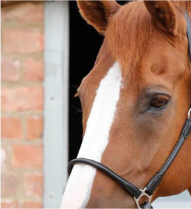 Hennaroso Collier de tête en cuir anatomique roulé pour cheval, personnalisable (couleur et logo), design moderne et confortable pour l'équitation - Product Image 3
