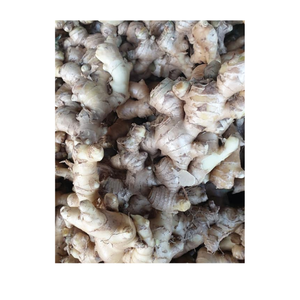 El jengibre fresco de primera calidad cosechado en la madurez máxima ofrece un sabor fragante picante y una estructura fibrosa perfecta para diversos - Product Image 5