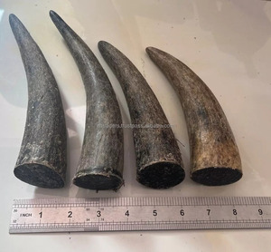 Puntas de cuerno de búfalo de buey de estilo Animal personalizadas de alta calidad, cuernos muy pulidos impermeables de la India, diseño personalizable, venta - Product Image 2