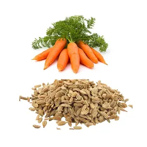 Saf organik yapılan saf yağ ile en düşük fiyatlar havuç tohumu yağı satılık özelleştirilmiş ambalaj havuç tohumu yağı