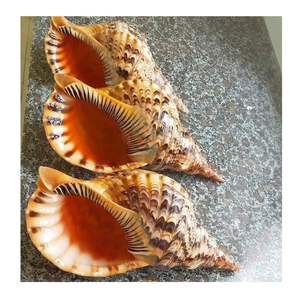 Fuente de Vietnam Trompeta Triton Shell para pantalla interior suministrada por 99 Gold Data Trompeta Triton Shell Export - Product Image 3