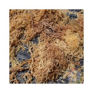 Alga marina de algodón procesada, material vegetal marino natural seco para necesidades de ingredientes alimenticios, procedente de Vietnam - Product Image 2
