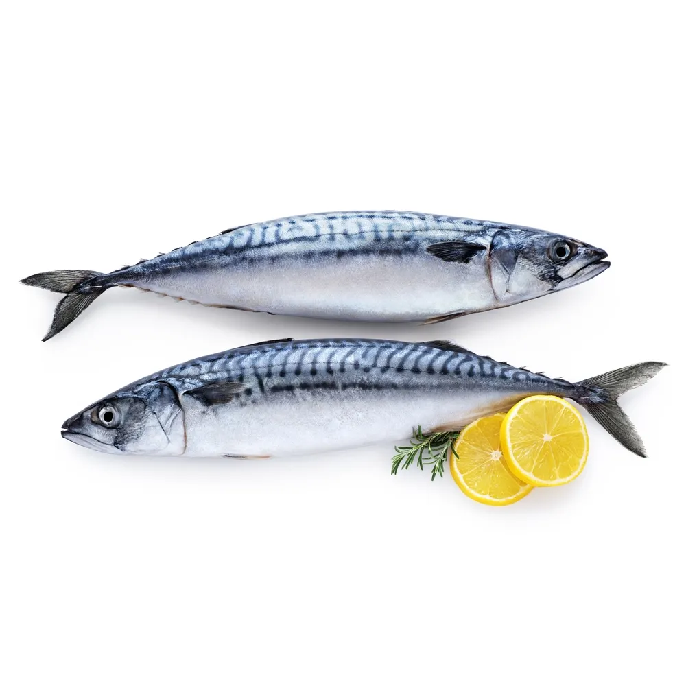 馬サバ/新鮮冷凍サバ魚最高品質標準品質680トン馬サバ魚冷凍/