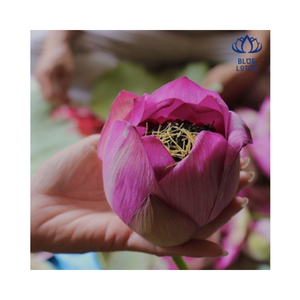 ที่มีคุณภาพที่ดีที่สุดแห้งชาบัวจากเวียดนาม - Product Image 1