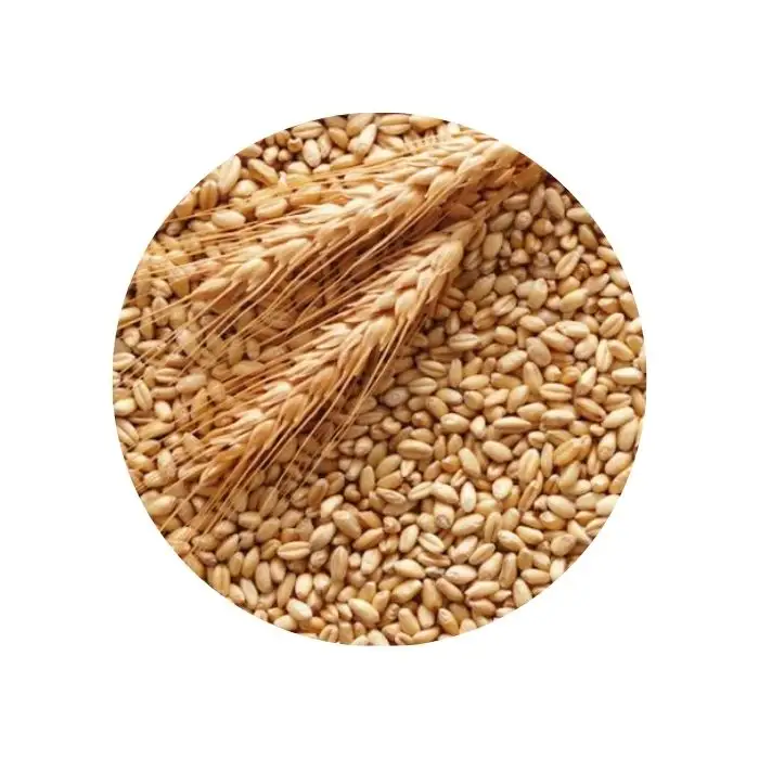 Пшеничное зерно оптом/Высококачественная пшеница