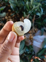Premium Kwaliteit Verse Longan-Tegen Concurrerende Prijzen/Aziatisch Fruit Verse Longan Groothandel