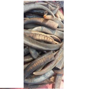 Pointe de corne et couleur de corne naturelle, corne naturelle de haute qualité, nouvelle corne fabriquée au meilleur produit pour la vente - Product Image 4