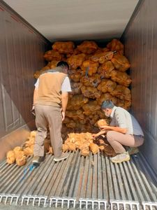 Noix de coco semi vietnamienne - Product Image 6