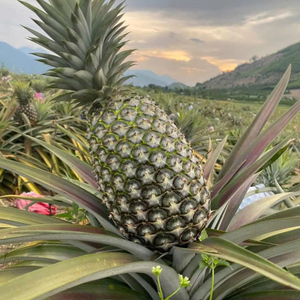 Ananas frais, source de haute qualité et réputée du Vietnam, grande quantité, prix bon marché de Bao Tram Anh Company - Product Image 1