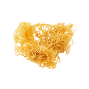 COMPLETELY NATURAL, UNPROCESSED IRISH SEA <b>MOSS</b> - FROM VIETNAM AT THE LOWEST COST - Product Image 5