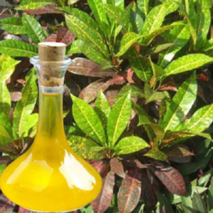 Aceite esencial de Croton de la mejor calidad para una piel brillante al mejor precio del proveedor indio Aceite esencial de Croton - Product Image 4