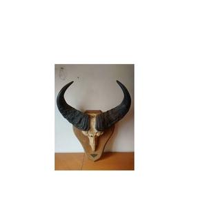Última Novedad: Par de Cuernos de Búfalo Ecológicos para Artesanía, Cuernos Naturales de Búfalo, Cuernos Largos de Vaca para Decoración de Paredes al Mejor Precio - Product Image 5