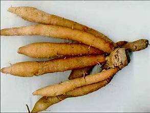 รากสมุนไพรจากธรรมชาติคราไคแช่แข็งสำหรับการรับประทานอาหารที่สะอาดและการสนับสนุนทางเดินอาหารโดยไม่มีสารเติมแต่ง - Product Image 3