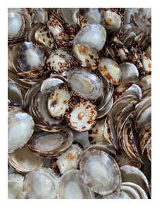 Precio al por mayor Venta caliente concha de mar Natural Lapa Shell 3cm con alta calidad para decoración Festival - Product Image 3