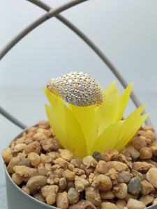 แหวนแต่งงานแบบคลาสสิกสุดอินเทรนด์สีทอง14K/18K ปรับแต่งได้สำหรับ100% แล็บที่ได้รับการรับรองเพชรโซลิแทร์หรูหรา VVS - Product Image 6