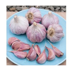 Precio barato Venta al por mayor Ajo fresco de alta calidad Fabricantes Ventas calientes 2022/Ajo rojo español/Ajo fresco Alho - Product Image 2