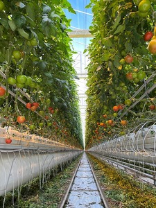 Invernadero Automatizado Europeo para Cultivo de Tomates Holandeses con Control Climático, Enrichamiento y Tecnología Hidropónica - Product Image 4