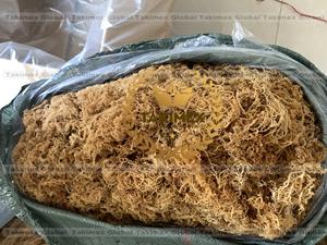 Mousses d'Irlande 100% naturelles de haute qualité en provenance du Vietnam - Product Image 5