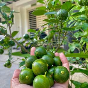 Calamansi Fresco de Vietnam de Alta Calidad para Exportación, Venta al por Mayor de Frutas y Bebidas - Product Image 6